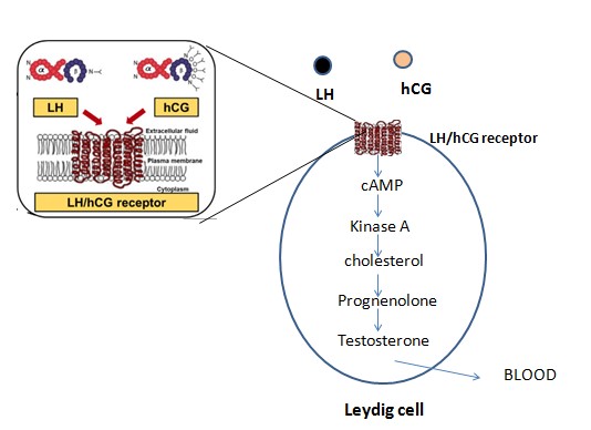 human chorionic gonadotropin (hCG)